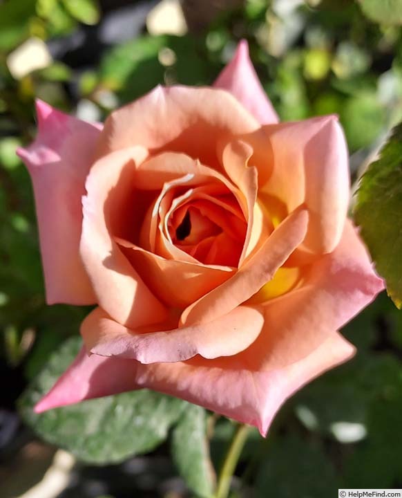 'Coffee Country ™' rose photo