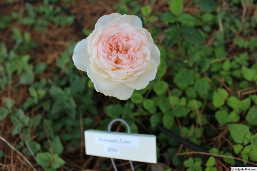'Romantic Love' rose photo