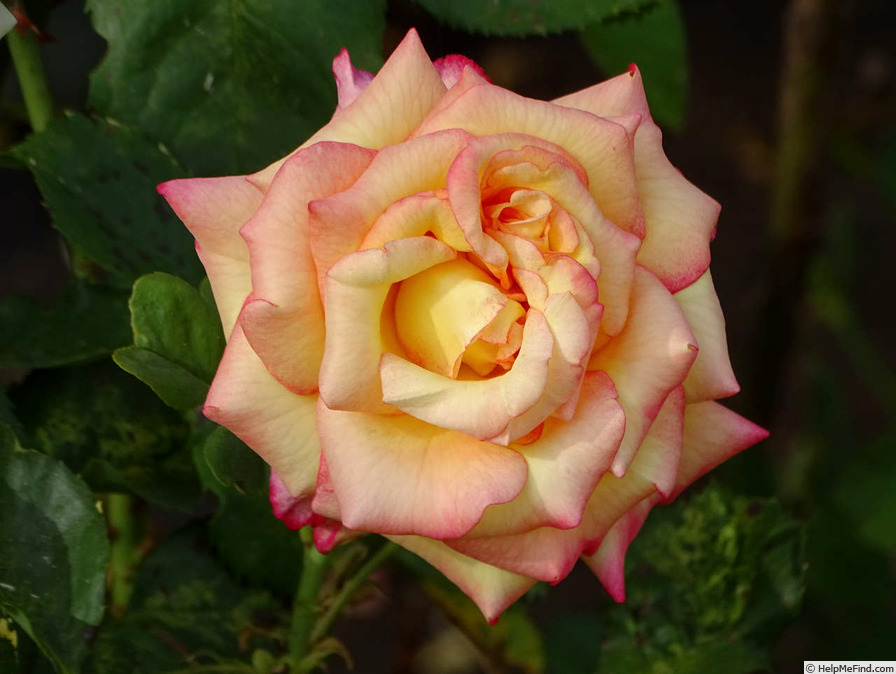 'Dream Come True ™ (grandiflora, Pottschmidt, 2006)' rose photo