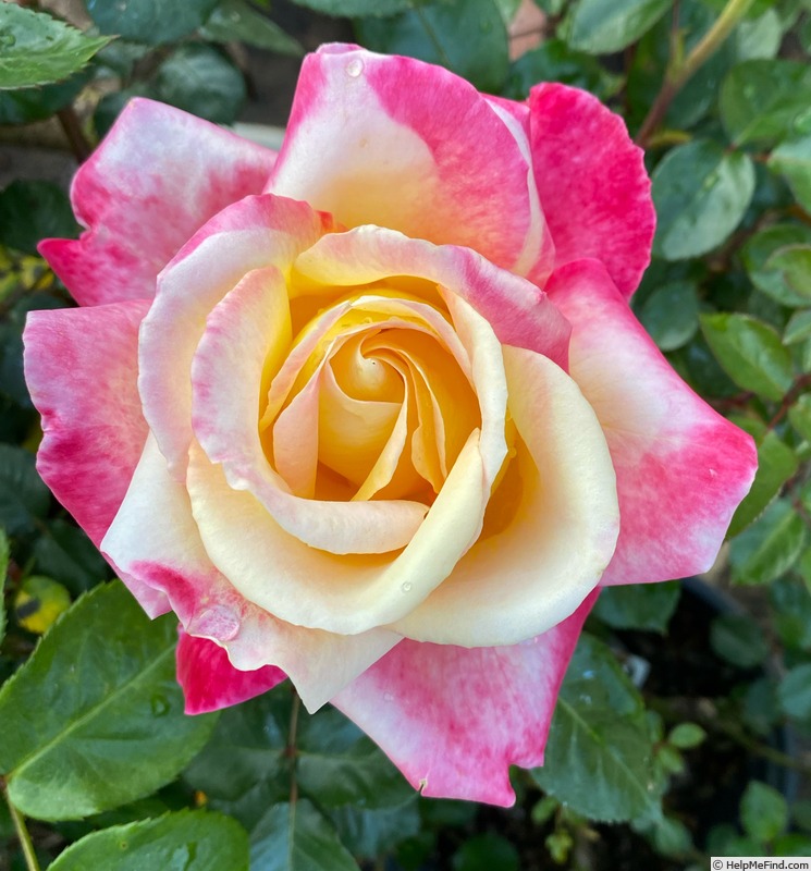 'Love & Peace ™ (hybrid tea, Twomey & Lim 2001)' rose photo