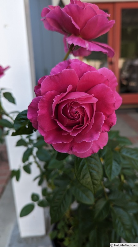 'Pretty Lady Rose™ (hybrid tea, Bédard 2012)' rose photo