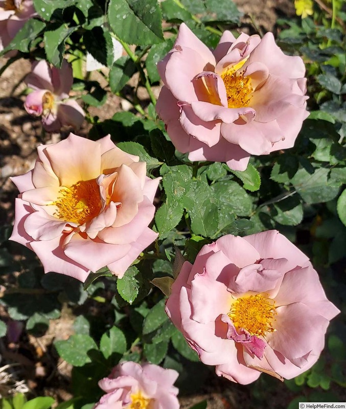 'Connie's Sandstorm' rose photo