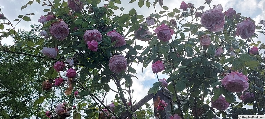 'Spirit of Freedom' rose, click to enlarge 'Spirit of Freedom' rose photo