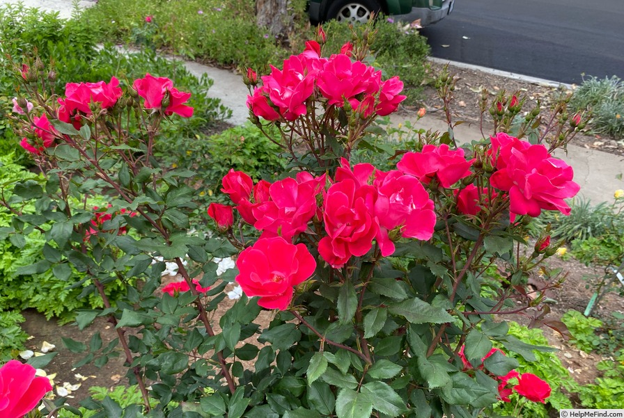 'Knock Out ®' rose photo