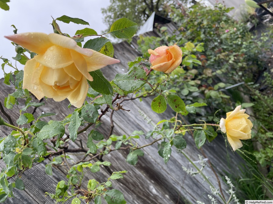 'Souvenir de Claudius Pernet, Cl. (cl. hybrid tea, Gaujard 1932)' rose, click to enlarge 'Souvenir de Claudius Pernet, Cl. (cl. hybrid tea, Gaujard 1932)' rose photo