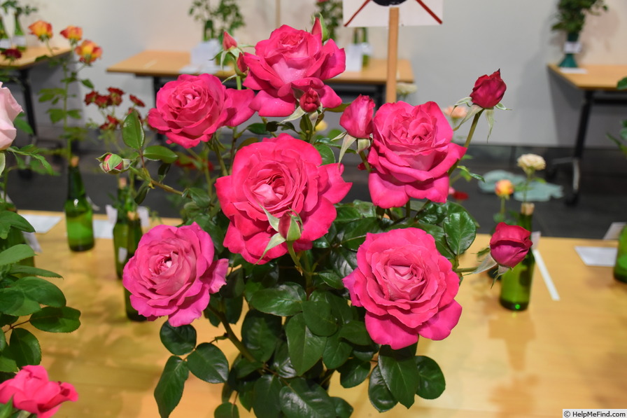 'Baronne E. de Rothschild' rose photo