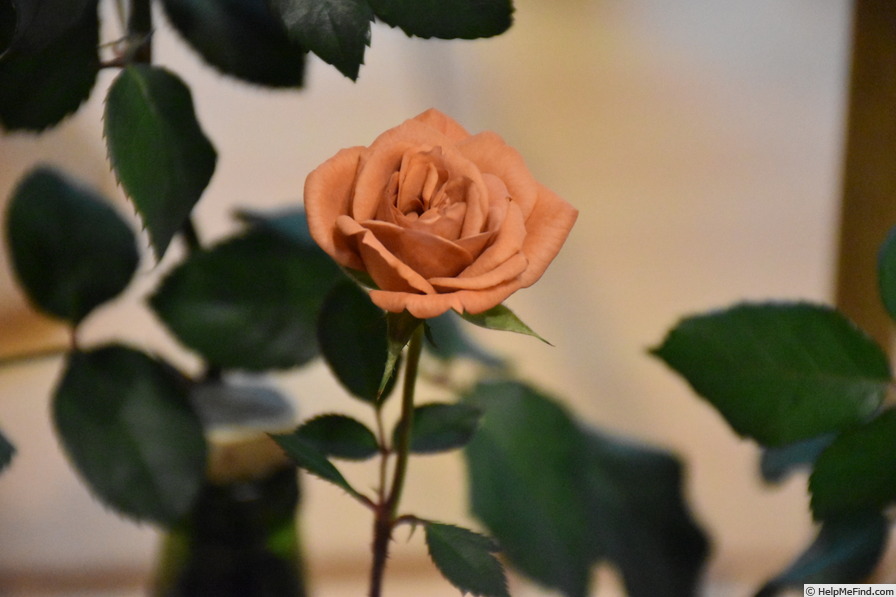 'Teddy Bear ™' rose photo
