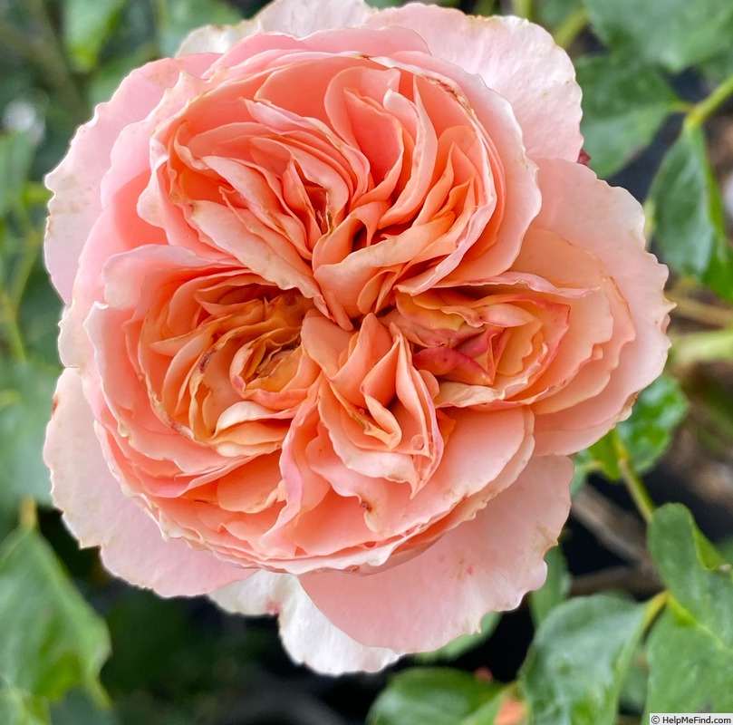 'Wedding Cake' rose photo