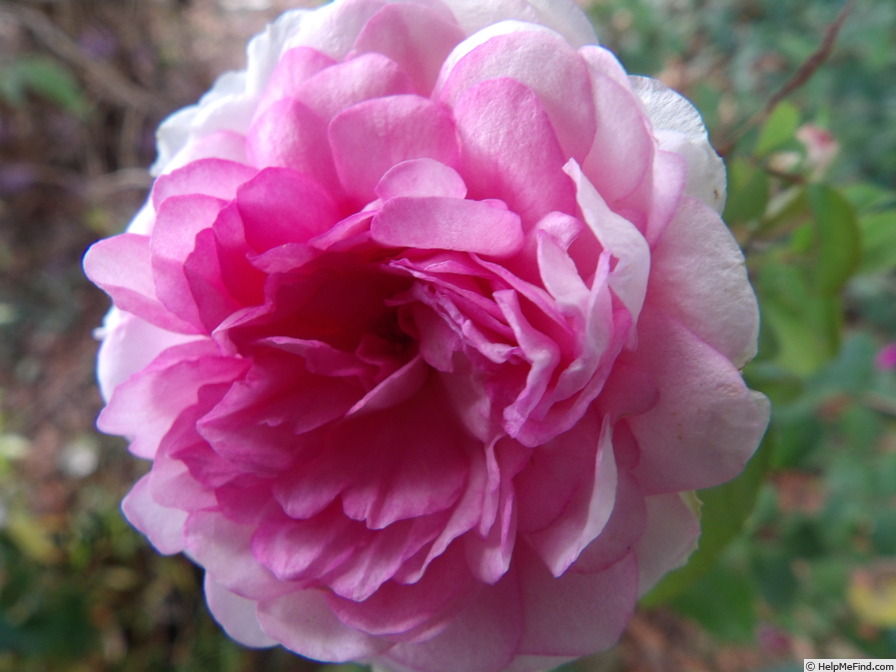 'Pink Soupert' rose photo