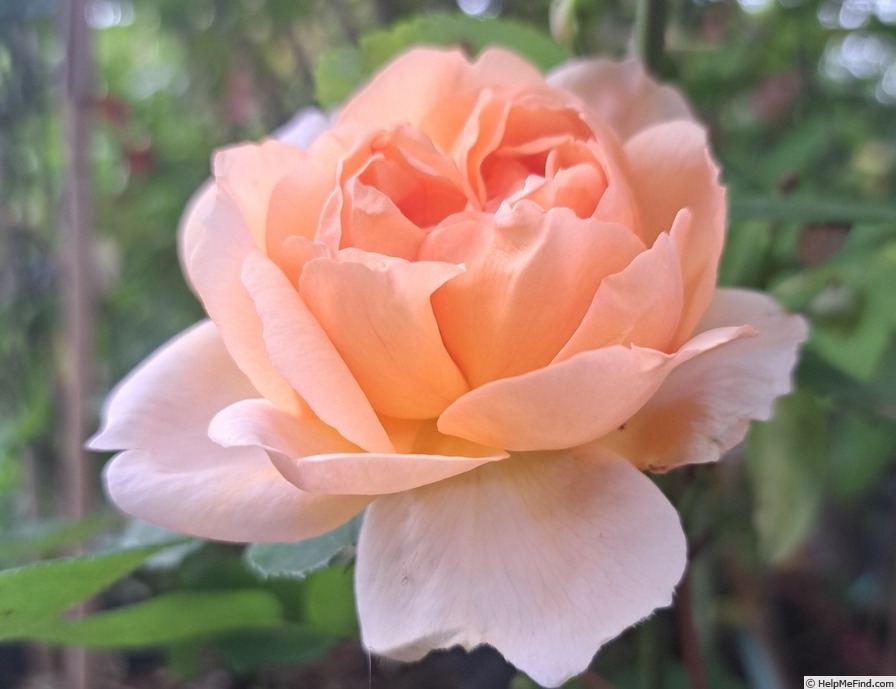 'The Lady Gardener' rose, click to enlarge 'The Lady Gardener' rose photo