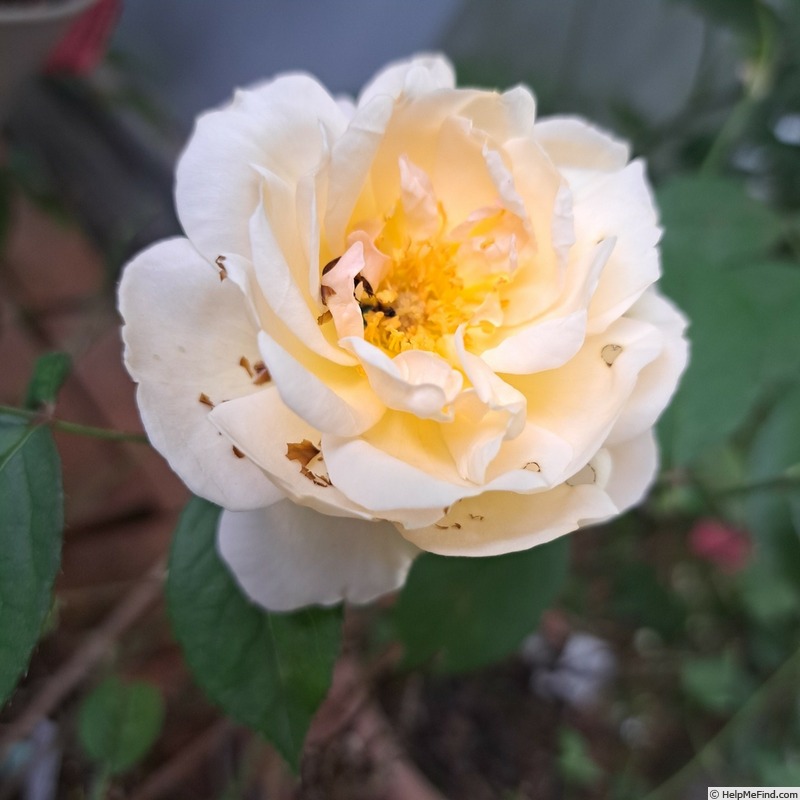 'Gruss an Aachen (hybrid tea, Hinner 1909)' rose photo