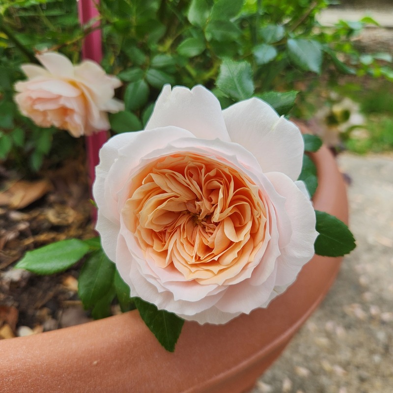 'Cream Veranda ®' rose, click to enlarge 'Cream Veranda ®' rose photo