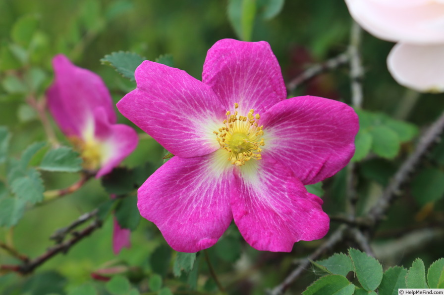 'Glory of Edzell' rose, click to enlarge 'Glory of Edzell' rose photo