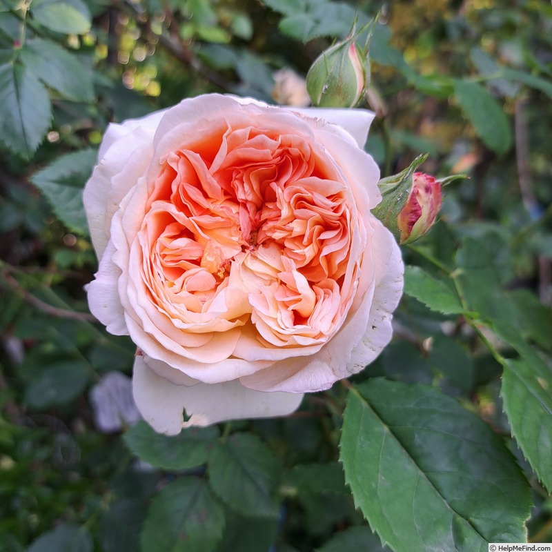 'Bathsheba' rose photo