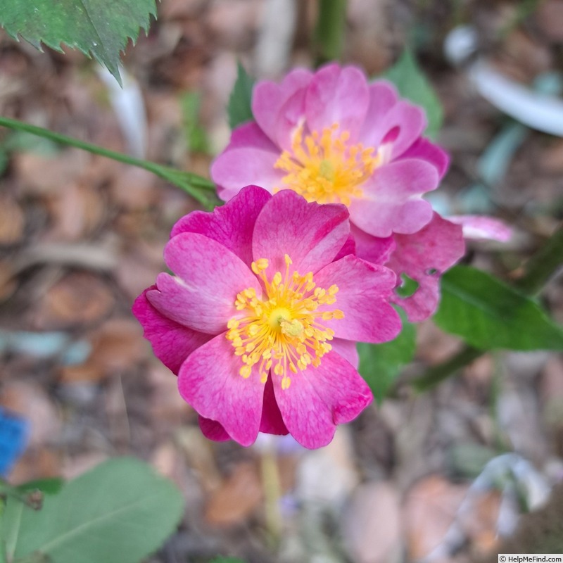 'Lavender Dream' rose, click to enlarge 'Lavender Dream' rose photo