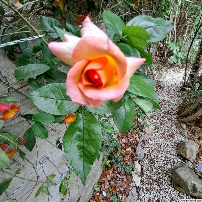 'Rosa del Camino de Santiago ®' rose photo