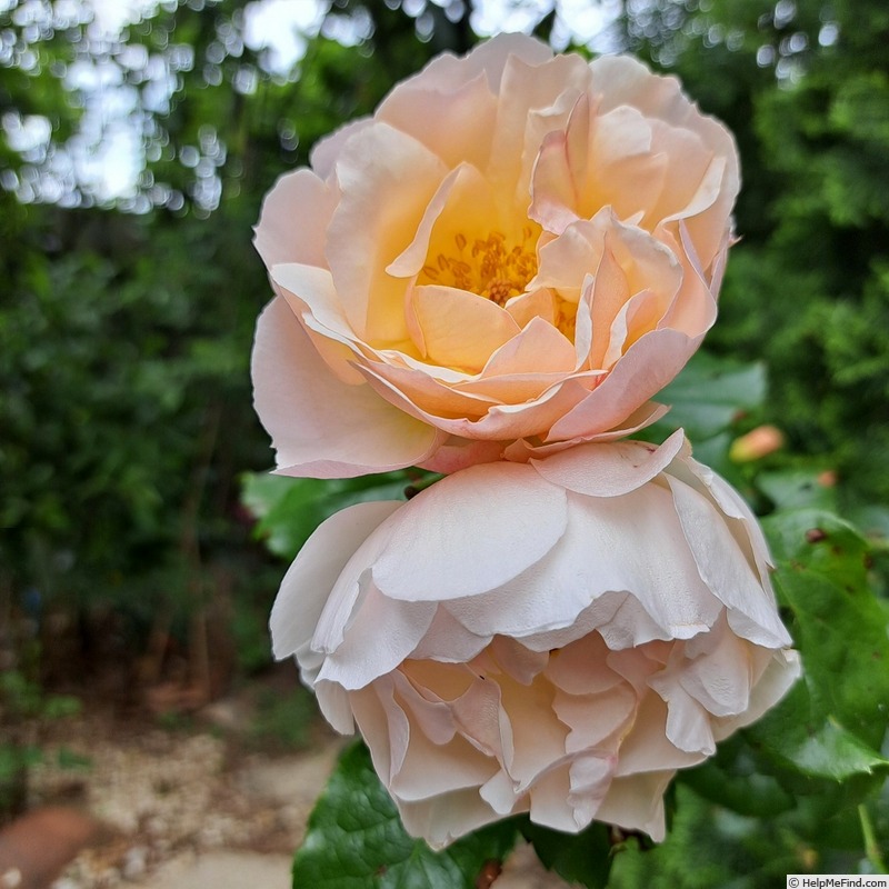 'Jardin des Tuileries ®' rose, click to enlarge 'Jardin des Tuileries ®' rose photo