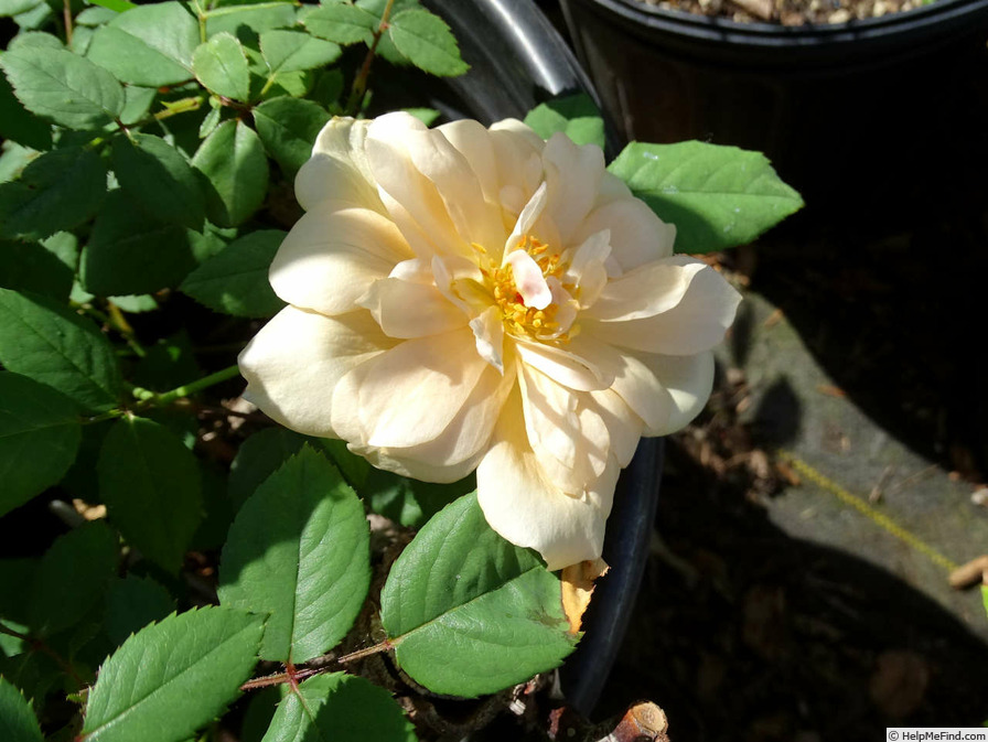 'Mrs. Aaron Ward' rose photo