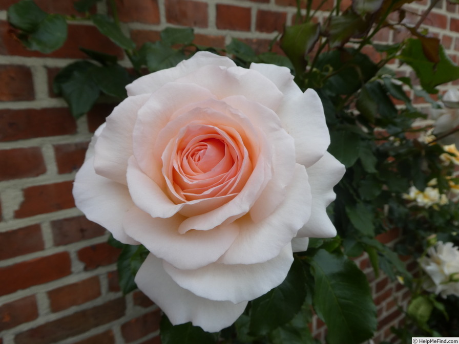 'Chandos Beauty' rose photo