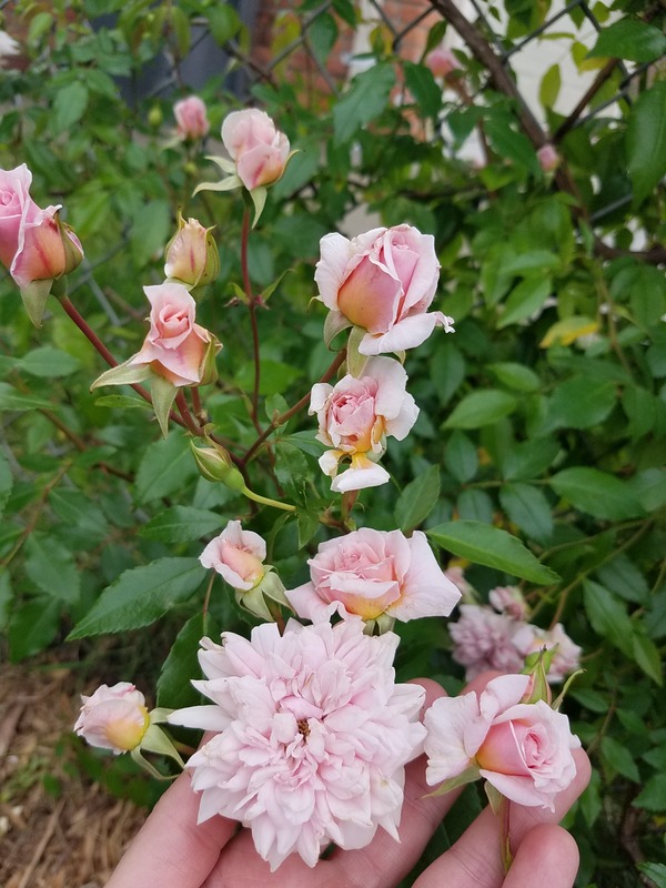 'Michigan Rose and Clematis Garden (with a few peonies eventually!'  photo