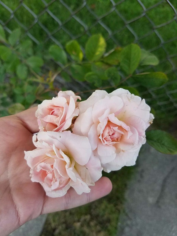 'Michigan Rose and Clematis Garden (with a few peonies eventually!'  photo