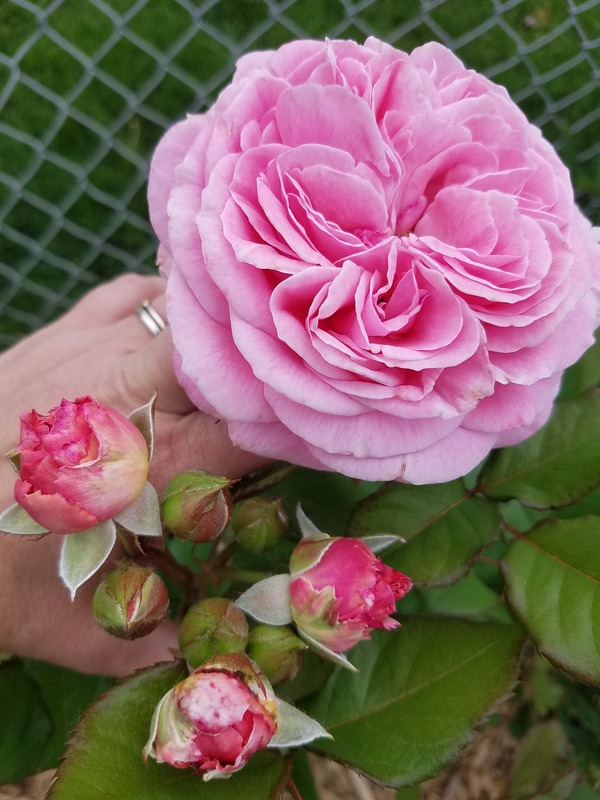 'Michigan Rose and Clematis Garden (with a few peonies eventually!'  photo