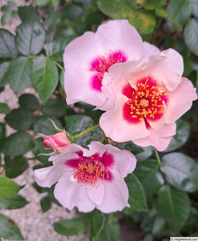 'See You in Red ®' rose, click to enlarge 'See You in Red ®' rose photo