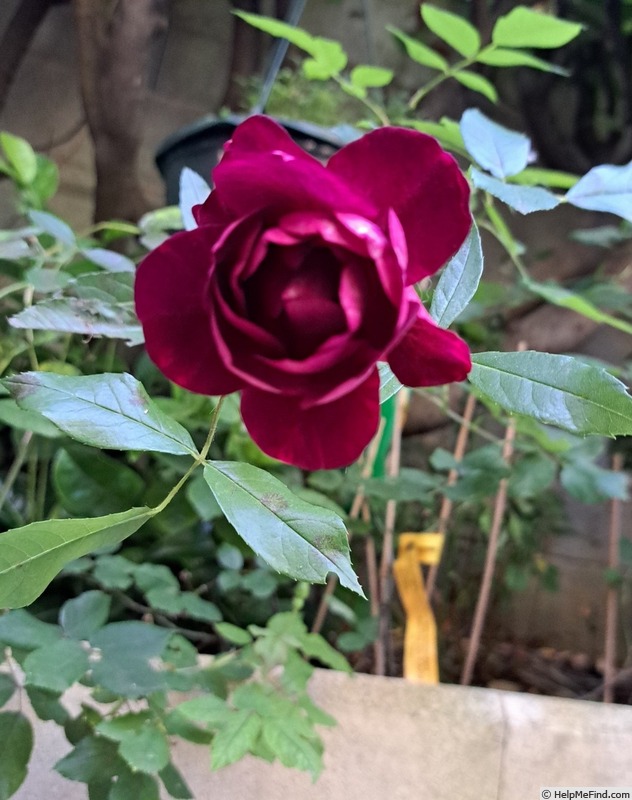 'Burgundy Iceberg' rose photo