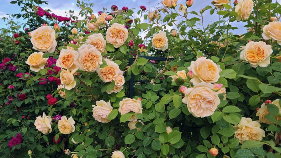 'Teasing Georgia' rose photo