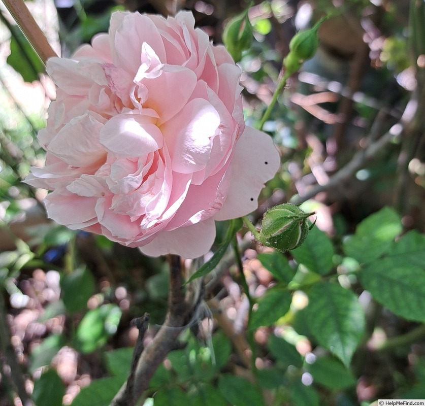 'Colette (climber, Meilland 1994)' rose photo