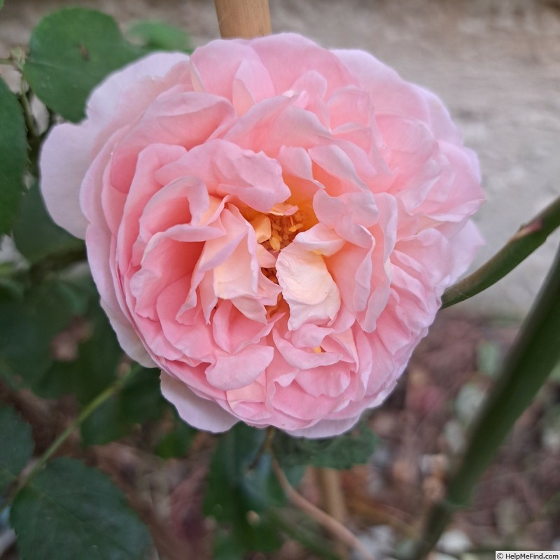 'Abraham Darby' rose, click to enlarge 'Abraham Darby' rose photo