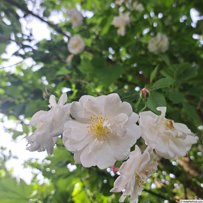 'Félicité et Perpétue' rose photo