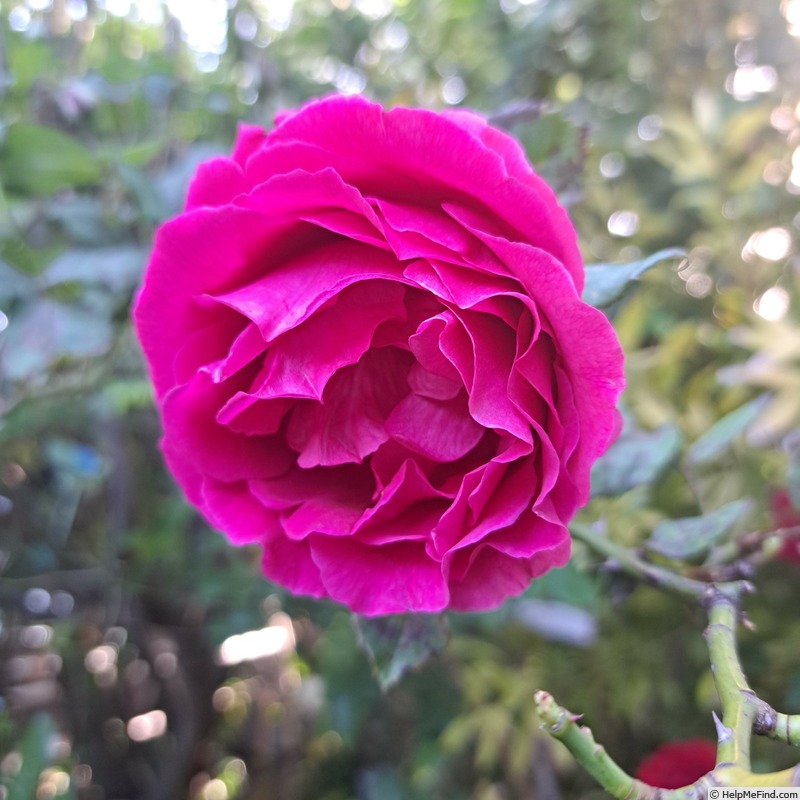 'George Dickson' rose photo