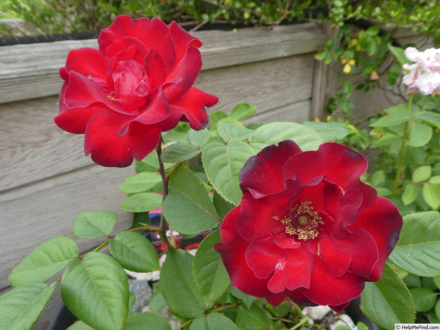 'Gruss an Bayern ® (floribunda, Kordes 1971)' rose photo