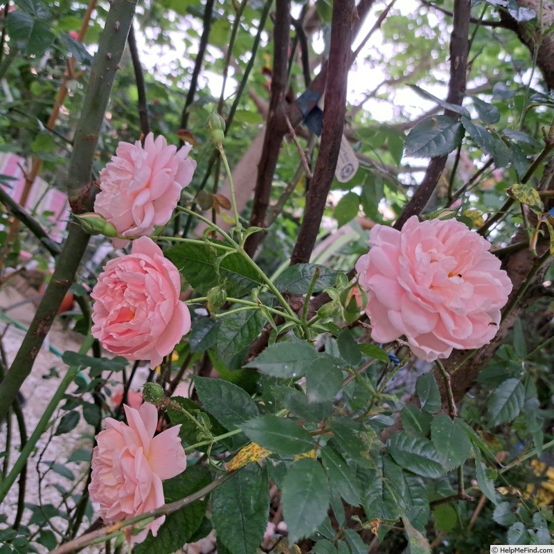 'Colette (climber, Meilland 1994)' rose, click to enlarge 'Colette (climber, Meilland 1994)' rose photo