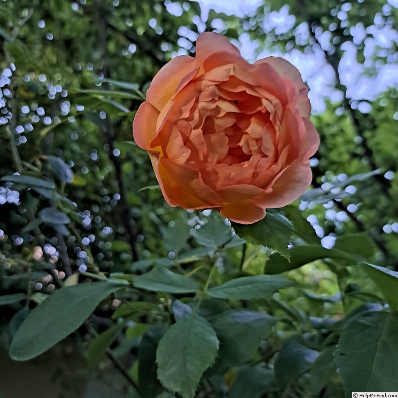 'Lady of Shalott ®' rose photo