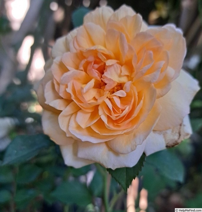 'Dame Judi Dench (shrub, Austin before 2017)' rose photo