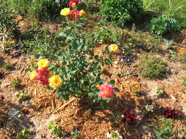 'Greater Montgomery Rose Society-=-disbanded'  photo