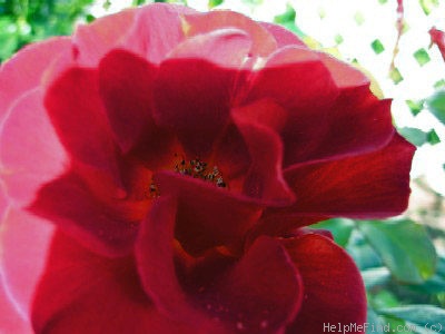 'Hot Cocoa ™ (Floribunda, Carruth 2001)' rose, click to enlarge 'Hot Cocoa ™ (Floribunda, Carruth 2001)' rose photo