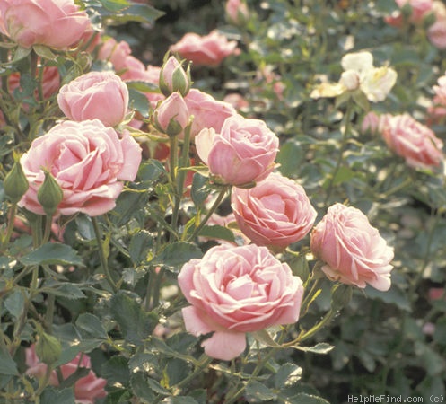 'Europas Rosengarten' rose photo