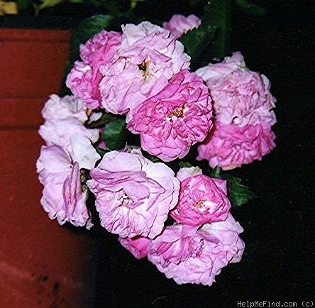 'Summer Joy' rose photo