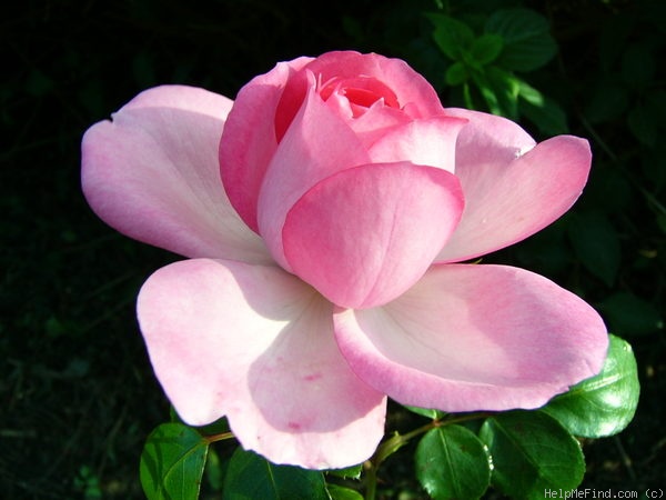 'Centennaire de Lourdes' rose photo