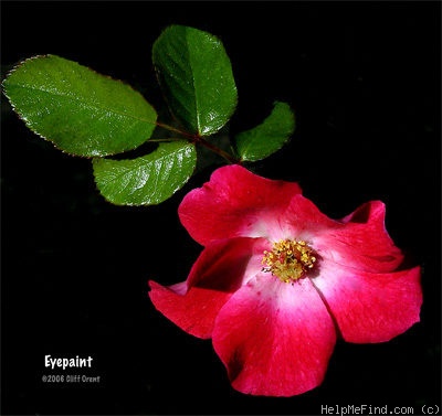 'Eyepaint ®' rose photo