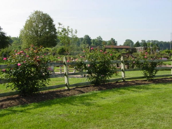 'The Garden of Roses of Legend and Romance'  photo