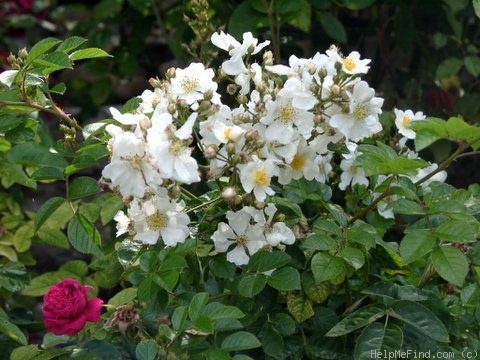 '<i>Rosa multiflora</i> 'Nana'' rose photo