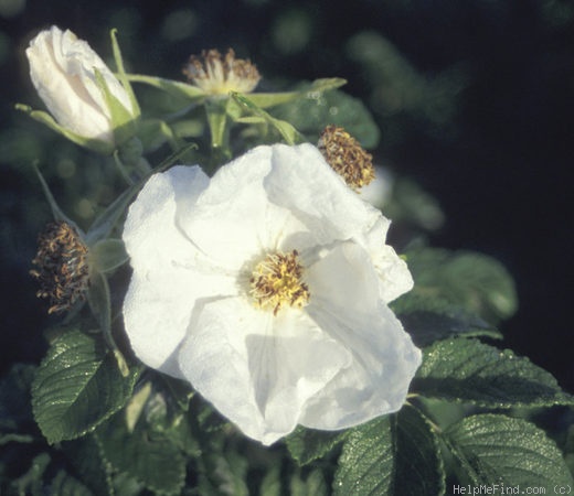 '<i>Rosa rugosa</i> f. <i>alba</i> Rehder' rose photo