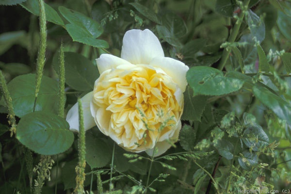 'Jayne Austin (shrub, Austin 1993)' rose photo