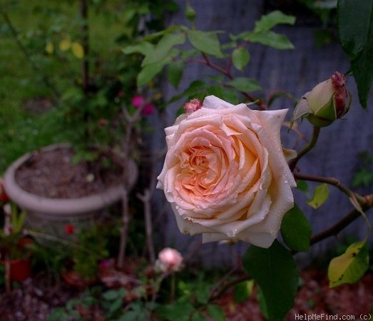 'E. Veyrat Hermanos' rose photo