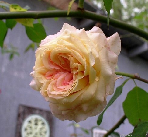 'E. Veyrat Hermanos' rose photo