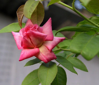 'E. Veyrat Hermanos' rose photo